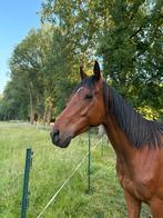 Recreatiepaard te koop, Dieren en Toebehoren, Paarden, Recreatiepaard