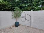 Olijfboom (2m) in nieuwe sierpot (voor buiten), Tuin en Terras, Planten | Tuinplanten, Ophalen, Vaste plant, Overige soorten