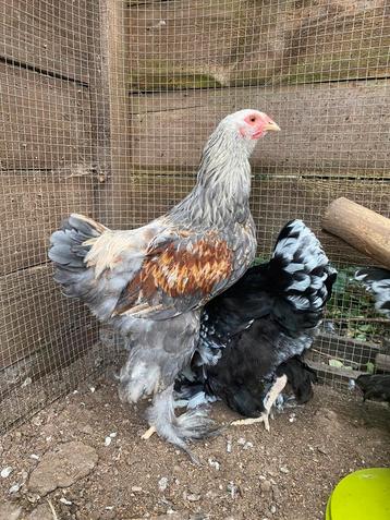 Brahma haan beschikbaar voor biedingen
