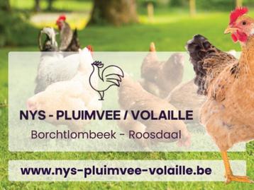 Legkippen 6 maanden oud - 18 rassen + benodigdheden beschikbaar voor biedingen