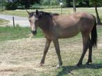 Pony's te koop, Dieren en Toebehoren, Pony's, Merrie, 0 tot 2 jaar, Gechipt, Onbeleerd