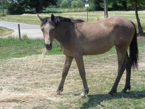 Pony's te koop, Dieren en Toebehoren, Pony's, Merrie, Onbeleerd, D pony (1.37m tot 1.48m), Recreatiepony, 0 tot 2 jaar, Gechipt