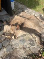 Gelooid vel everzwijn, Ophalen