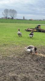 Toulouseganzen, Dieren en Toebehoren, Pluimvee