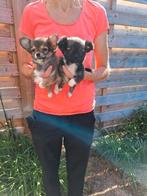 Chihuahua pups, Dieren en Toebehoren, Honden | Chihuahua's en Gezelschapshonden, België, CDV (hondenziekte), 8 tot 15 weken, Meerdere