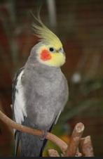 Valkparkieten, Dieren en Toebehoren, Meerdere dieren, Parkiet