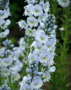 3 veronica pallida in pot ,begint te bloeien, Tuin en Terras, Ophalen, Vaste plant