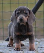 Teckel pups Blue-tan korthaar, Dieren en Toebehoren, Honden | Teckels en Dashonden, België, Reu, CDV (hondenziekte), 8 tot 15 weken