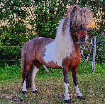 Moonlight tiz dynamite (chique hengst) beschikbaar voor biedingen