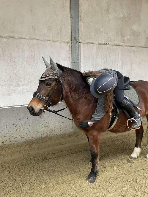 D pony - ideale leerpony, Dieren en Toebehoren, Pony's, Merrie, Niet van toepassing, D pony (1.37m tot 1.48m), Recreatiepony, 11 jaar of ouder