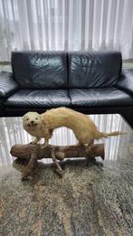 Oude opgezette Hermelijn/taxidermie, Verzamelen, Dierenverzamelingen, Ophalen of Verzenden, Zo goed als nieuw