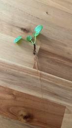 Stekjes pannekoekenplant, Ophalen of Verzenden, Nieuw