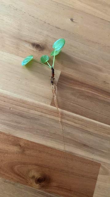 Stekjes pannekoekenplant beschikbaar voor biedingen