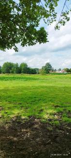 Paard voor ouder ruiter  gezocht, Dieren en Toebehoren, Paarden