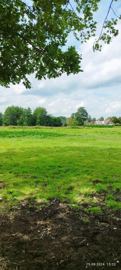 Paard voor ouder ruiter  gezocht, Dieren en Toebehoren, Paarden