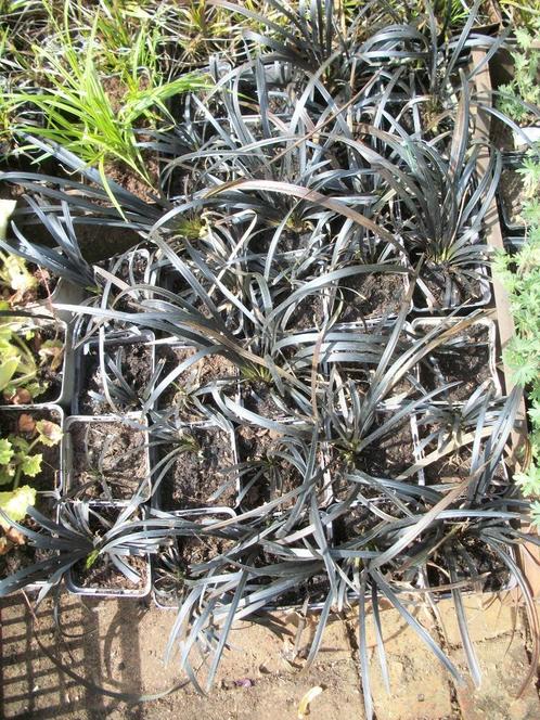 Opiopogon planiscapus Niger en andere grassen, Tuin en Terras, Planten | Tuinplanten, Vaste plant, Siergrassen, Volle zon, Herfst