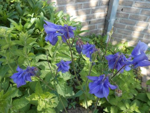 Allerlei vaste en andere planten (nog een 1400 st), Tuin en Terras, Planten | Bomen, Ophalen