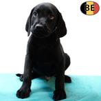 Labrador puppy's (blond  en zwart) te koop (Belgisch), Dieren en Toebehoren, Honden | Retrievers, Spaniëls en Waterhonden, België