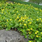 Waldsteinia ternata of Goudaardbei (bodembedekker), Ophalen, Vaste plant, Bodembedekkers