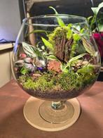 Plantenterrarium, Huis en Inrichting, Ophalen, Volledige schaduw, Overige soorten, In pot