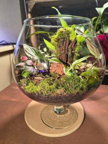 Plantenterrarium beschikbaar voor biedingen