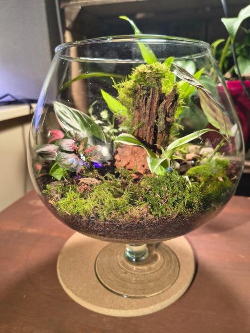 Plantenterrarium, Huis en Inrichting, Kamerplanten, Overige soorten, Minder dan 100 cm, Volledige schaduw, In pot, Ophalen