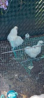 Zijdehoen hanen hennen kuikens, Dieren en Toebehoren, Pluimvee