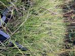 Siergras Sesleria Autumnalis, Tuin en Terras, Ophalen, Siergrassen