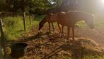 Dringend hulp gevraagd, Dieren en Toebehoren, Stalling en Weidegang, Weidegang, 4 paarden of pony's of meer