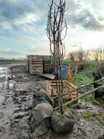 Prunus avium meerstammig kluit, Tuin en Terras, Ophalen of Verzenden