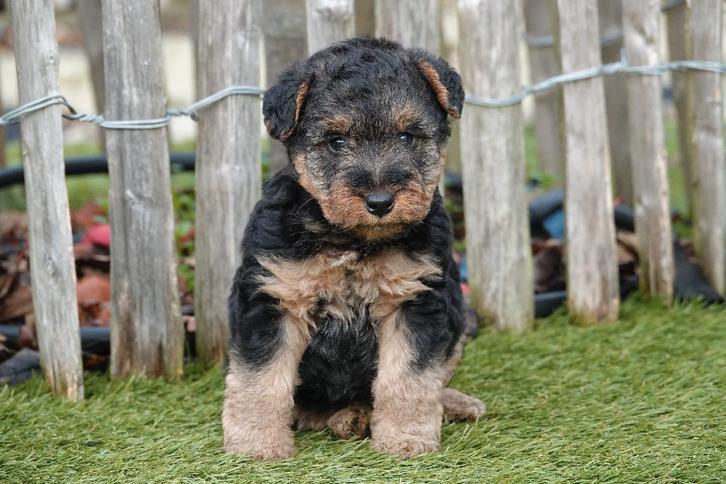 Welsh terriër pups (ouders aanwezig), Dieren en Toebehoren, Honden | Jack Russells en Terriërs, Meerdere dieren, Overige rassen