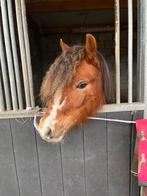 Knappe welsh a, Dieren en Toebehoren, Pony's, Merrie, Zadelmak