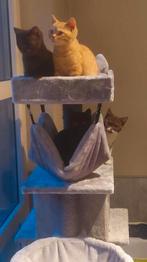 BRITSE KORTHAAR KITTENS MET STAMBOOM, Dieren en Toebehoren, Katten en Kittens | Raskatten | Korthaar, Gechipt, 0 tot 2 jaar