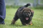 Poedel pups alle kleuren, CDV (hondenziekte), Meerdere, 8 tot 15 weken, Meerdere dieren