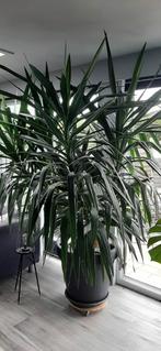 YUCCA Elephentis, Tuin en Terras, Planten | Bomen, Bloeit niet, Halfschaduw, 100 tot 250 cm, Palmboom