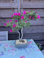 Bonsai Azalea Hoshi No Kagayaki - Tokoname pot, Tuin en Terras, In pot, Halfschaduw, Lente, Minder dan 100 cm