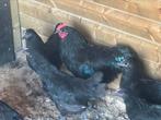 Australorp zwart, Dieren en Toebehoren