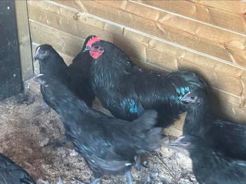 Australorp zwart beschikbaar voor biedingen