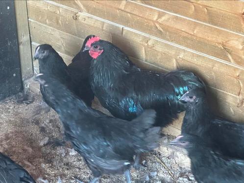 Australorp zwart, Dieren en Toebehoren, Pluimvee