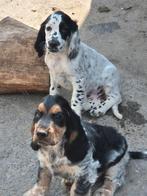 Engelse Cocker Spaniël pups, Dieren en Toebehoren, België, Fokker | Hobbymatig, CDV (hondenziekte), 8 tot 15 weken