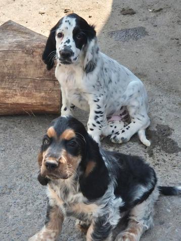 Engelse Cocker Spaniël pups beschikbaar voor biedingen