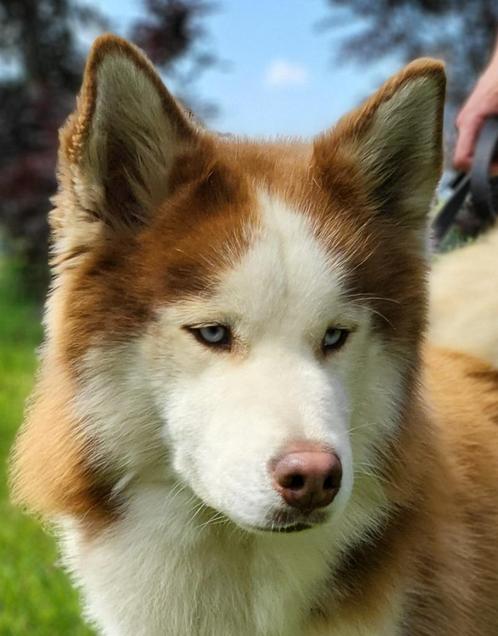 Siberische husky, Animaux & Accessoires, Chiens | Huskys, Loulous & Types primitifs, Chien (mâle), Chien de traîneau, Éleveur | Loisir