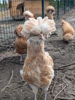 2 Padua hennen kippen, Kip, Vrouwelijk
