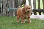 Prachtige cockapoo pups (abrikoos/rood), Dieren en Toebehoren, België, Overige rassen, CDV (hondenziekte), 8 tot 15 weken