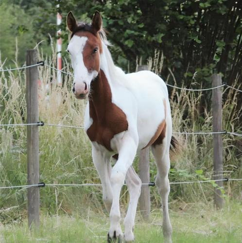 Étalon de peinture unique âgé de 3 ans, Animaux & Accessoires, Chevaux, Étalon, Non dressé, Moins de 160 cm, 3 à 6 ans, Cheval western