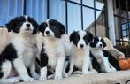 Lieve Border collie pups, Parvovirose, 8 à 15 semaines, Colley, Plusieurs