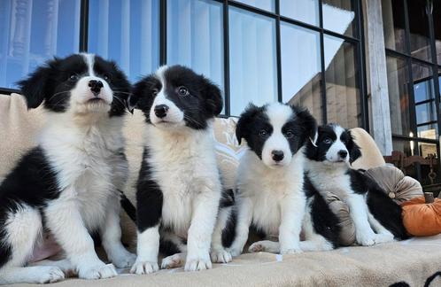 Lieve Border collie pups, Animaux & Accessoires, Chiens | Bergers & Bouviers, Plusieurs animaux, Colley, Éleveur | Loisir, Plusieurs