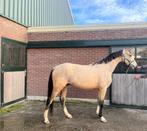 2.5 jarige valk E sportpony ruin, Dieren en Toebehoren, E pony (1.48m - 1.57m), Gechipt, Ruin, Dressuurpony