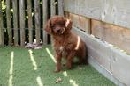 Cavapoo pups (abrikoos/rood), België, Overige rassen, CDV (hondenziekte), 8 tot 15 weken