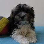 Biewer Yorkshire pups - Belgisch reutjes te koop, Dieren en Toebehoren, Yorkshire Terriër, België, 15 weken tot 1 jaar, CDV (hondenziekte)